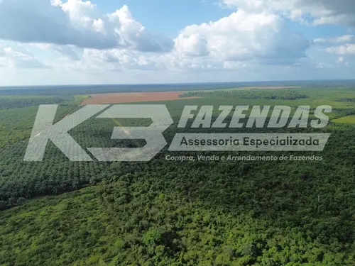 851.84 hectares, com 363 hectares formado com Dendê produtivo | Tailândia Pa.