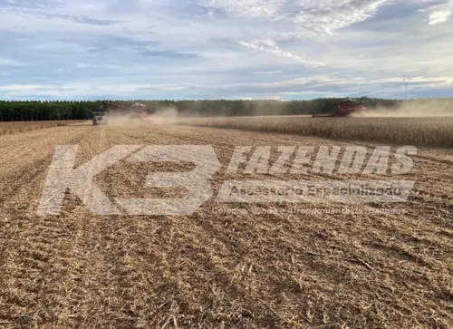 1150 HÁ COM 1035 HÁ DE LAVOURA CONSOLIDADA | TAILÂNDIA PA