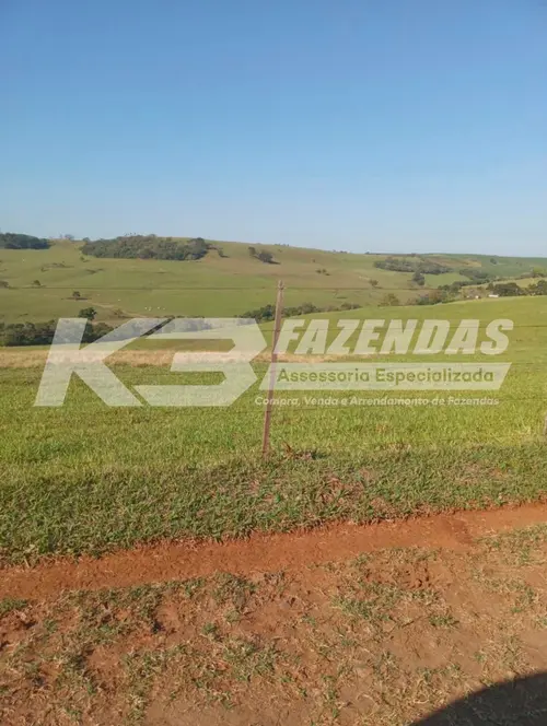 99 alqueires formados na pecuária | Dupla Aptidão | Norte do Paraná