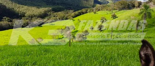 FAZENDA FORMADA NA PECUÁRIA | DUPLA  APTIDÃO – GUARANIAÇU PR