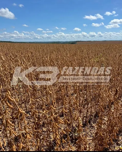 FAZENDA FORMADA EM LAVOURA I PIAUÍ I PERMUTA POR IMÓVEIS URBANOS E RURAIS NA REGIÃO SUL