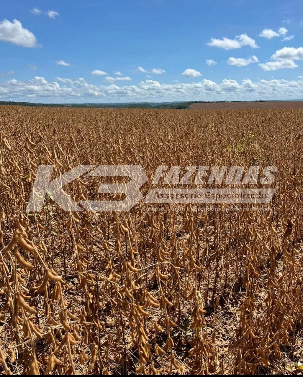 FAZENDA FORMADA EM LAVOURA I PIAUÍ I PERMUTA POR IMÓVEIS URBANOS E RURAIS NA REGIÃO SUL