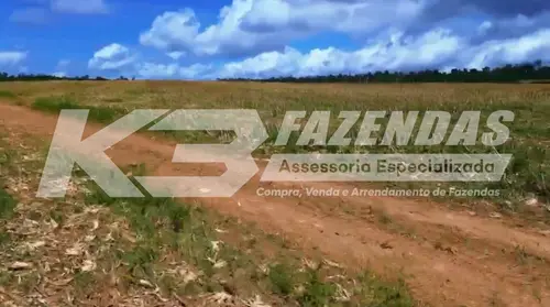 ARRENDAMENTO AGRÍCOLA I 5000 MIL HÁ I REGIÃO DE PARAGOMINAS PA