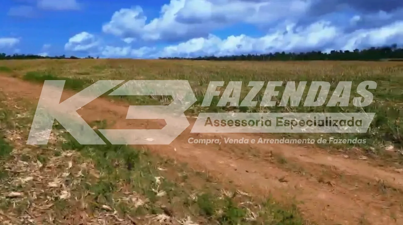ARRENDAMENTO AGRÍCOLA I 5000 MIL HÁ I REGIÃO DE PARAGOMINAS PA