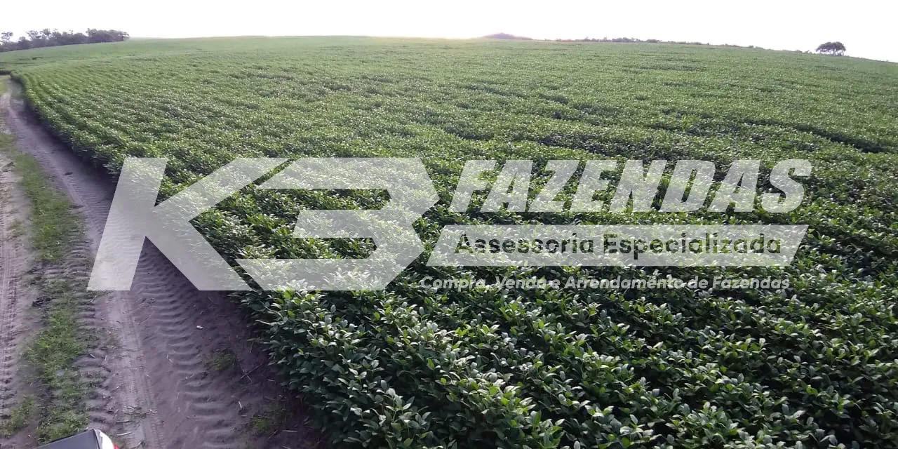 1250 HÁ EM LAVOURA NA REGIÃO DE GRAJAÚ MA I PERMUTA POR FAZENDA NO PARANÁ