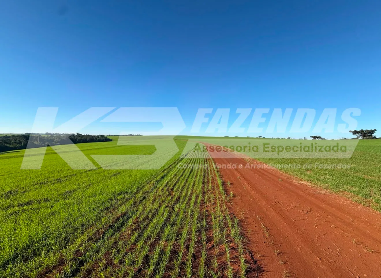 217 alqueires em Cascavel Pr