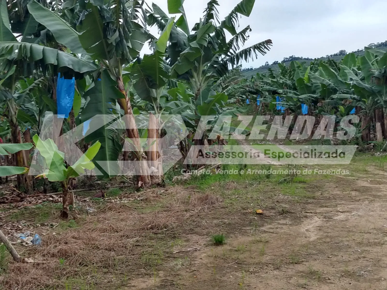 🌾 FAZENDA À VENDA | ELDORADO – SÃO PAULO I 232 ALQUEIRES | DUPLA APTIDÃO 🔁 PERMUTA TOTAL POR IMÓVEIS