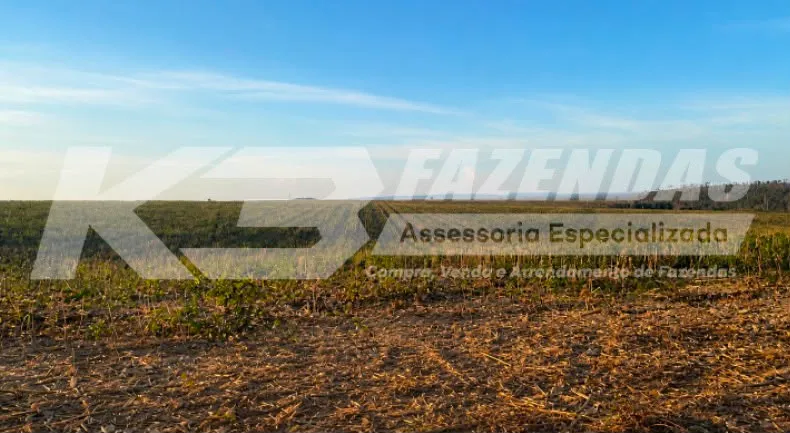 Arrendamento | Lavoura | Ulianópolis Pa